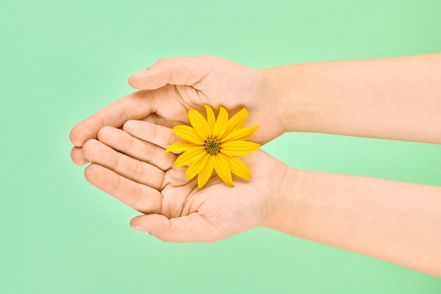 Flor amarilla en las palmas femeninas, higiene de manos y concepto de cuidado cosmético de la piel, símbolo de naturaleza pura
