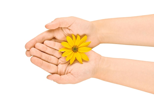 Flor amarilla en las palmas femeninas, higiene de manos y concepto de cuidado cosmético de la piel, símbolo de naturaleza pura