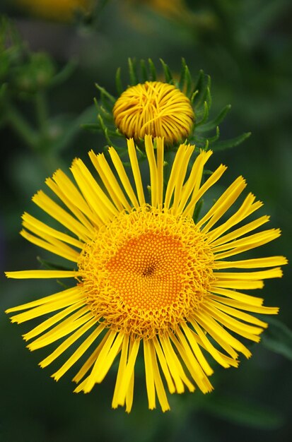 Una flor amarilla con una pequeña flor amarilla en el centro.