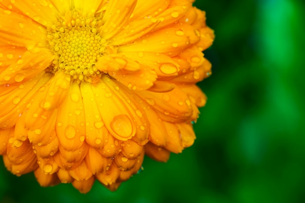 Flor amarilla con los pétalos mojados en fondo verde.