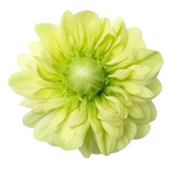 Una flor amarilla con pétalos verdes y un centro verde.