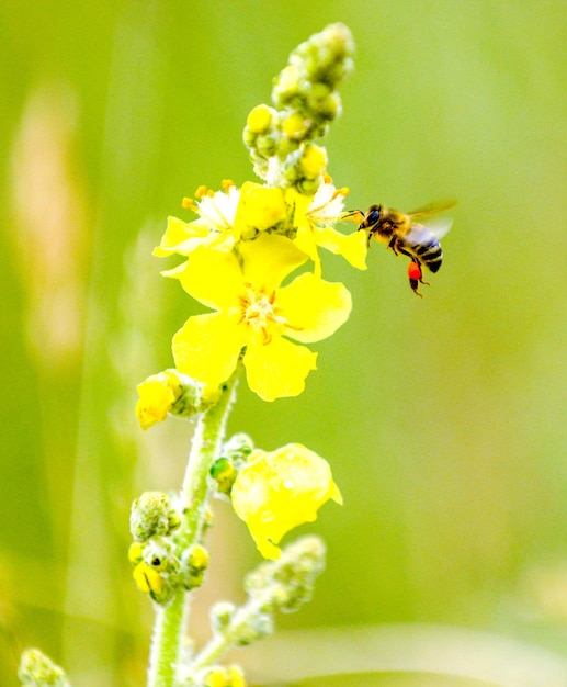 en la flor amarilla de una planta de abeja silvestre