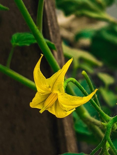 Una flor amarilla en una planta