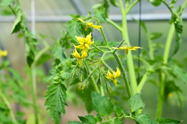 Flor amarilla en plena floración de la planta de tomate que crece en la planta de tomate de cerca Flores amarillas brillantes de tomates