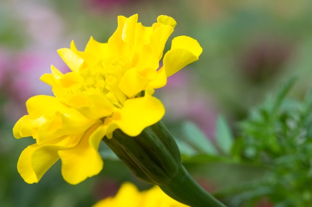 Flor amarilla en plena floración