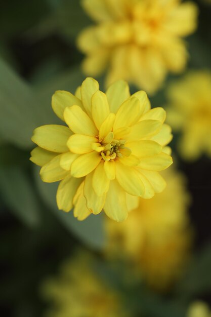 Flor amarilla en primer plano