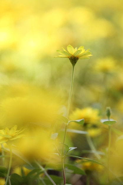 Flor amarilla en primer plano