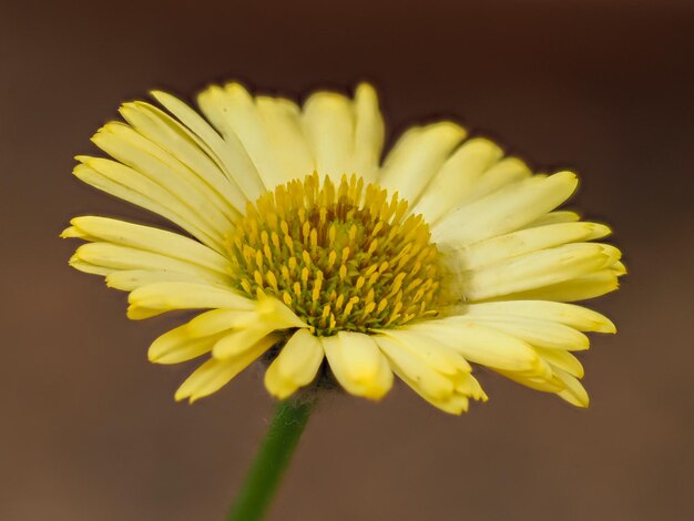 Foto la flor amarilla de la pulga erigeron aureus el pájaro canario