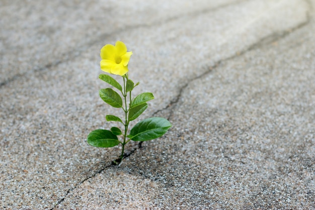 Flor amarilla que crece en la calle de la grieta, concepto de la esperanza