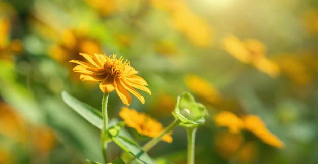 Flor amarilla que florece con sol