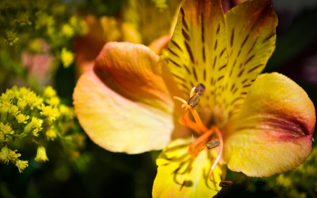 flor amarilla radiante