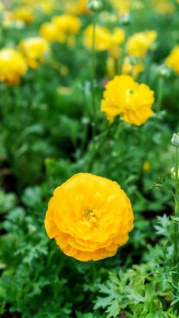 Flor amarilla del ranúnculo en un jardín