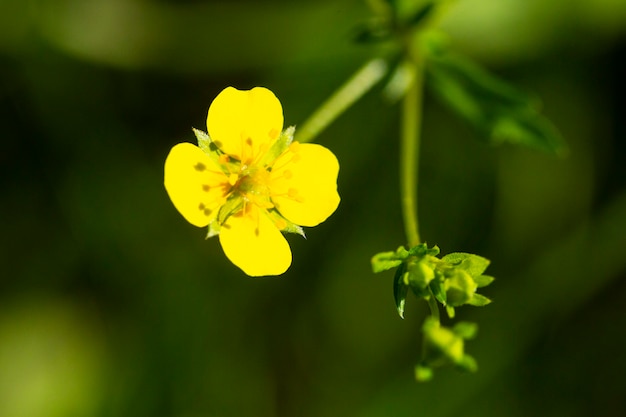 Foto flor amarilla del ranúnculo la primavera potentilla recta