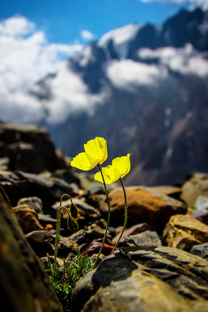 Flor amarilla en las rocas en los Alpes.