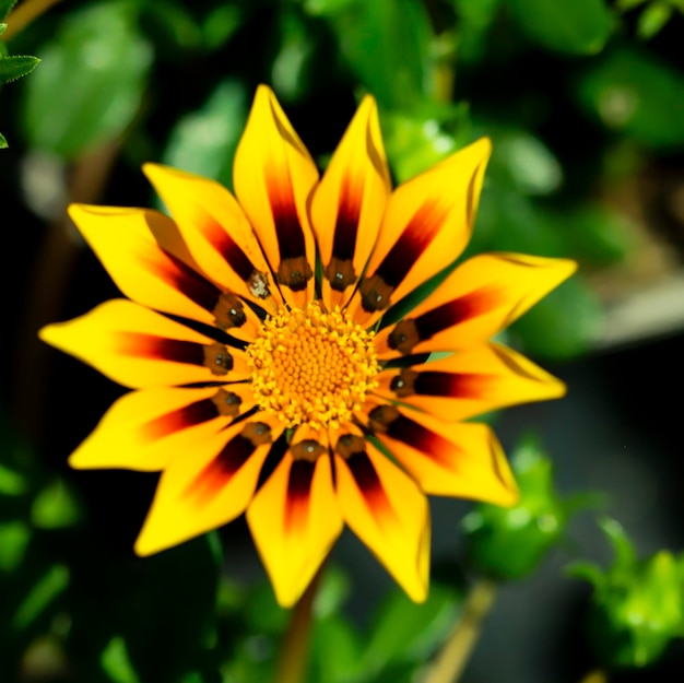 Una flor amarilla, roja y negra en un jardín.