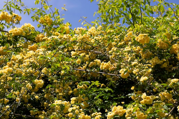 Flor amarilla de la rosa banksia mojada por la lluvia rosa banksiae