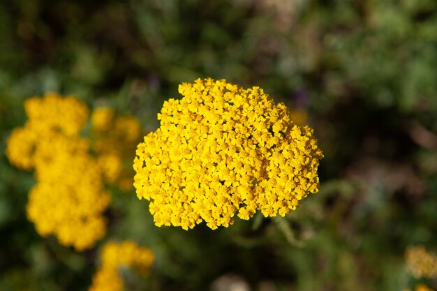 Flor amarilla salvaje en campo verde