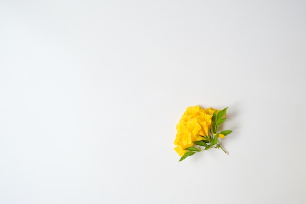 Flor amarilla sobre fondo blanco con espacio de copia.