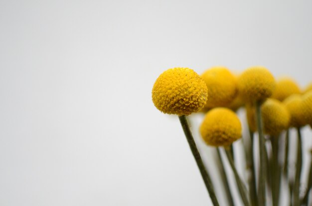 Flor amarilla sobre fondo blanco