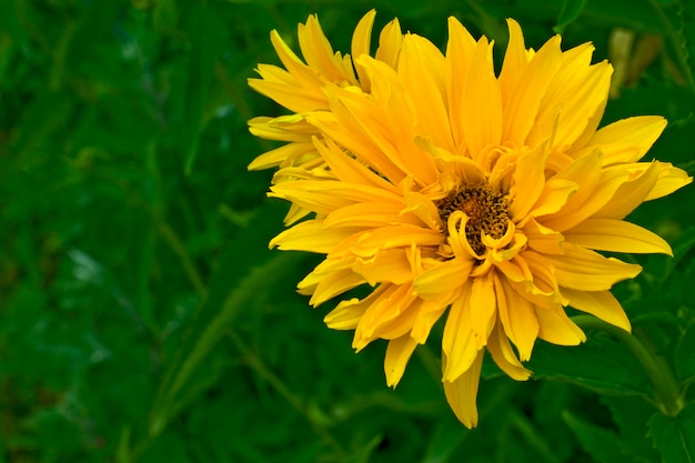 Flor amarilla sobre fondo de hierba verde