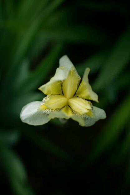 Una flor amarilla sobre un fondo de hojas.