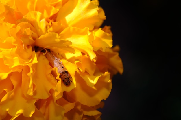 Flor amarilla sobre fondo negro