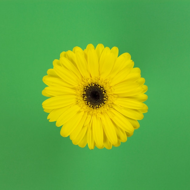 Flor amarilla sobre fondo verde