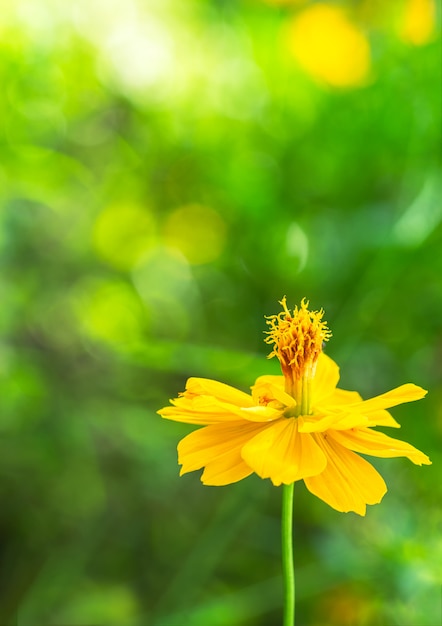 flor amarilla y suave desenfoque de fondo verde