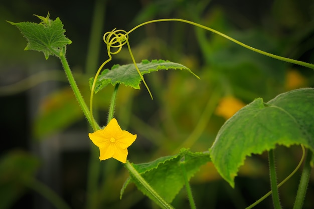 Flor amarilla en un tallo de un arbusto de pepino rodeado de hojas y bigotes en invernadero