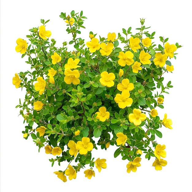 Foto una flor amarilla con un tallo verde y flores amarillas