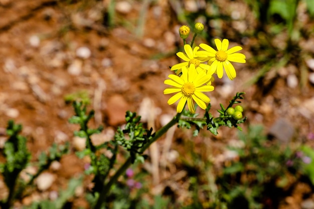 Una flor amarilla con un tallo verde y un fondo rojo.