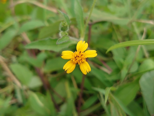 Foto una flor amarilla con un tallo verde está en la hierba.