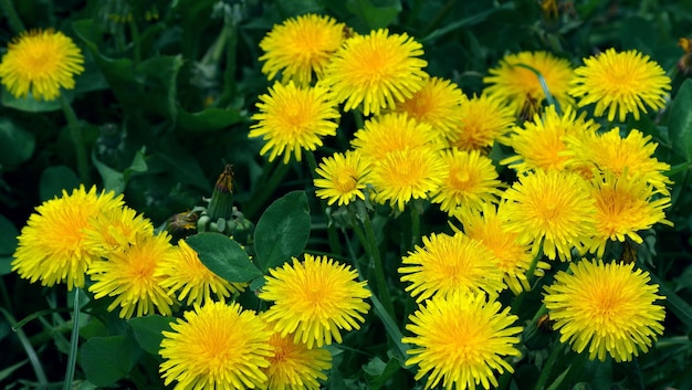 Una flor amarilla con un tallo verde.