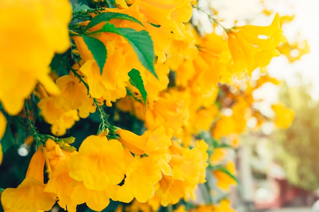 Flor amarilla Trompeta o Tabebuia