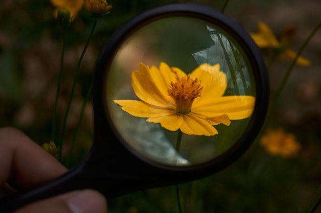 Una flor amarilla se ve a través de una lupa.