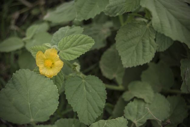 flor amarilla en verde