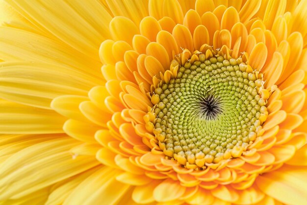 Flor amarilla vibrante generada en perspectiva de cerca