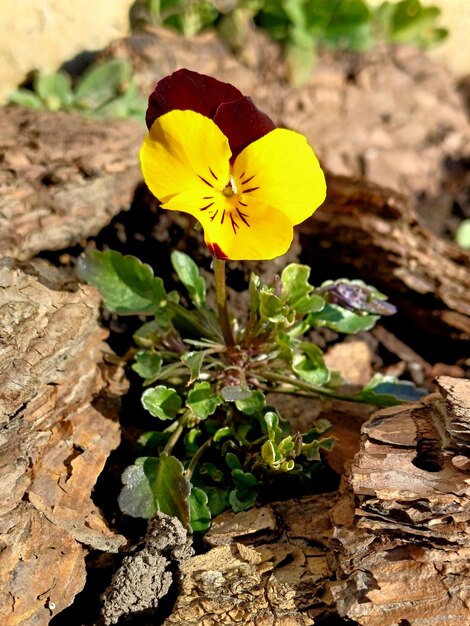 flor amarilla de viola en el jardín