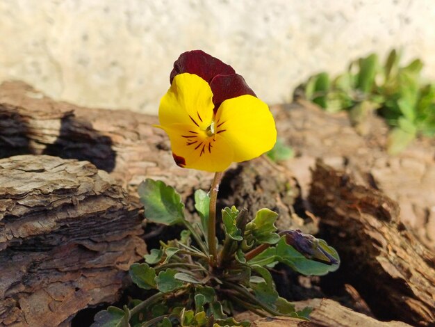 flor amarilla de viola en el jardín