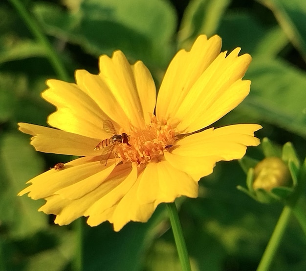 Foto la flor amarilla