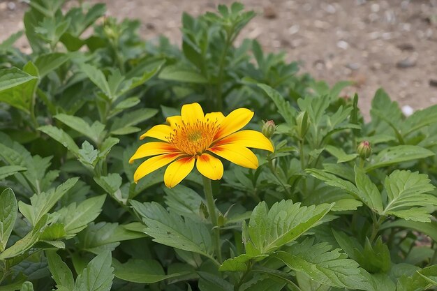 La flor amarilla