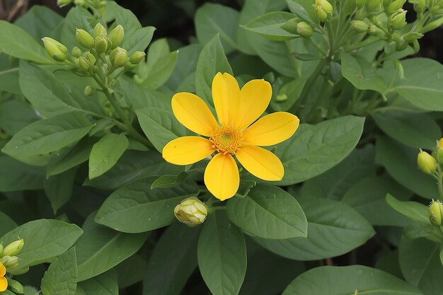 La flor amarilla