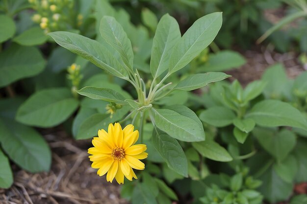 La flor amarilla