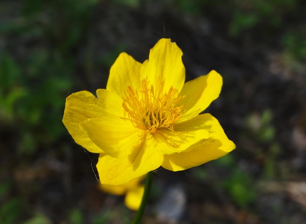 Flor amarilla