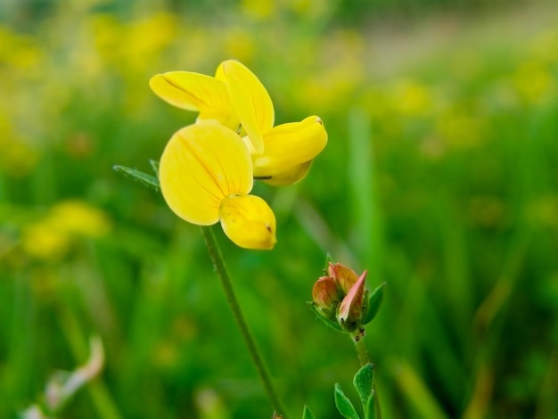 Foto flor amarilla