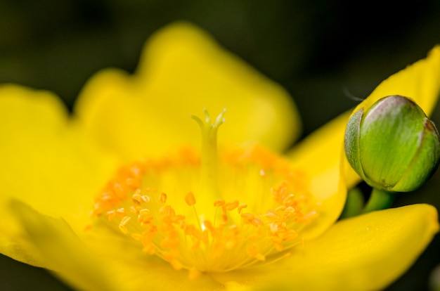 Flor amarilla