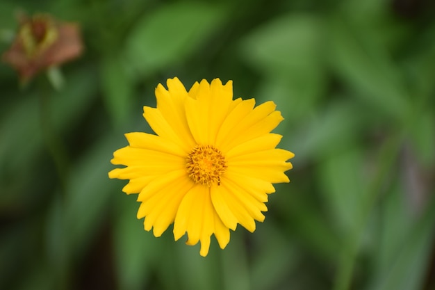 flor amarilla