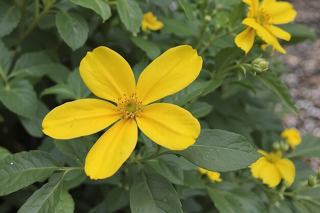 Foto la flor amarilla