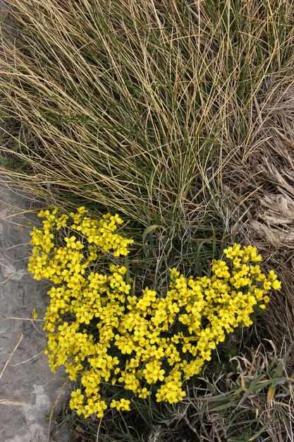 Flor amarilla