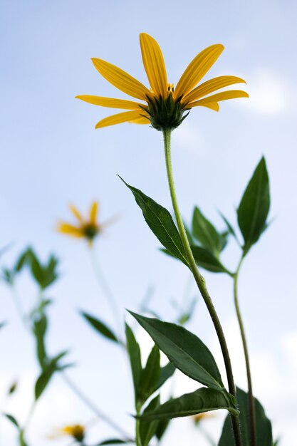 Foto flor amarilla